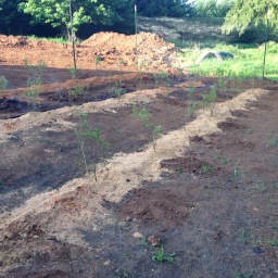 Planting Blueberry Bushes